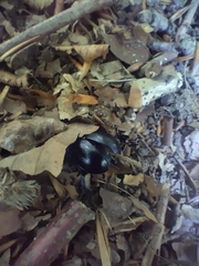 Anoplotrupes stercorosus