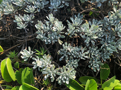 Crossostephium chinense