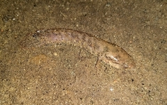 Channa punctata