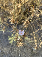 Malacothamnus fasciculatus