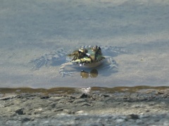 Pelophylax