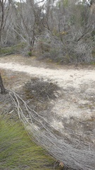 Caladenia cardiochila