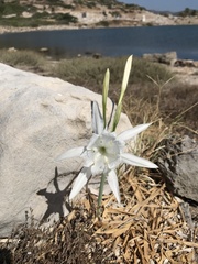 Pancratium maritimum
