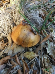 Suillus granulatus