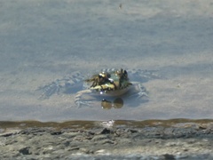 Pelophylax