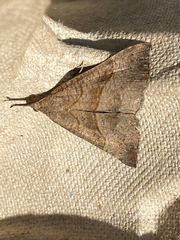 Hypena proboscidalis