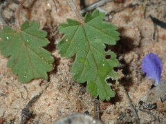 Erodium cygnorum