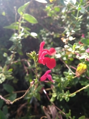 Salvia microphylla