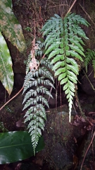 Asplenium