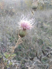 Cirsium laniflorum