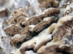 Coriolopsis gallica