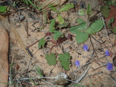 Erodium cygnorum