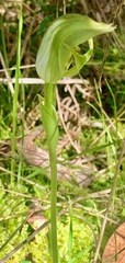Pterostylis curta