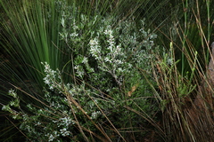 Agiortia pedicellata