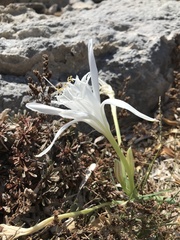 Pancratium maritimum