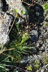 Micranthes stellaris