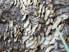 Coriolopsis gallica