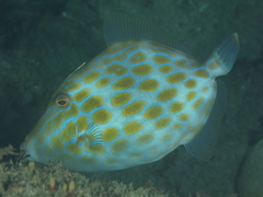 Eubalichthys mosaicus