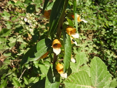 Digitalis laevigata
