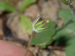 Erodium cygnorum