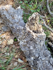 Coriolopsis gallica