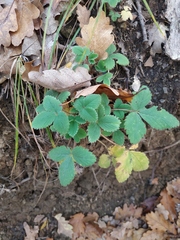 Potentilla micrantha