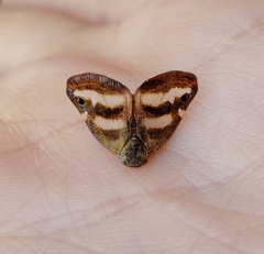 Ricaniidae