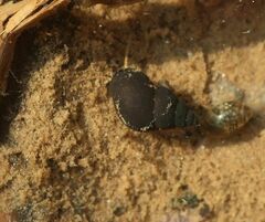 Bithynia tentaculata