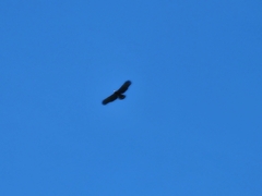 Spilornis cheela