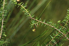 Acacia ulicifolia