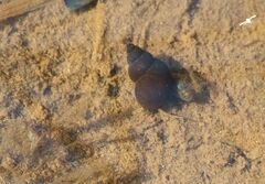 Bithynia tentaculata