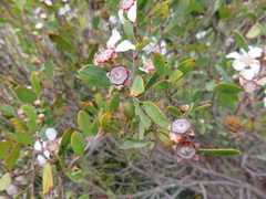 Leptospermum