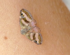 Ricaniidae