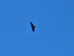 Spilornis cheela