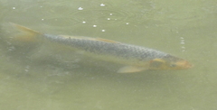 Cyprinus rubrofuscus