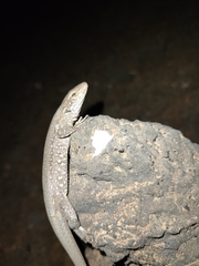 Gallotia galloti galloti