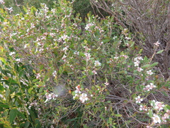 Leptospermum