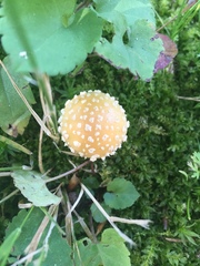 Amanita flavoconia