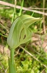Pterostylis curta