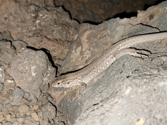 Gallotia galloti galloti