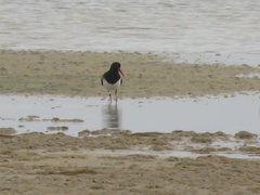 Haematopus longirostris