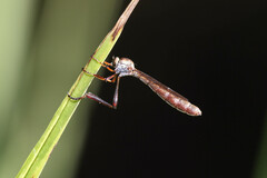 Leptogaster
