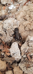 Gryllus campestris