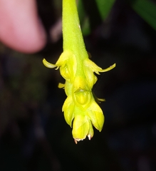 Bulbophyllum