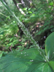Macrosiphini