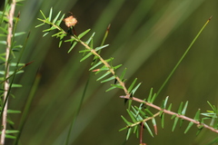 Acacia ulicifolia