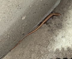 Elgaria multicarinata multicarinata