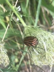 Graphosoma italicum