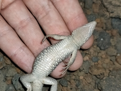 Gallotia galloti galloti