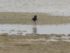 Haematopus longirostris